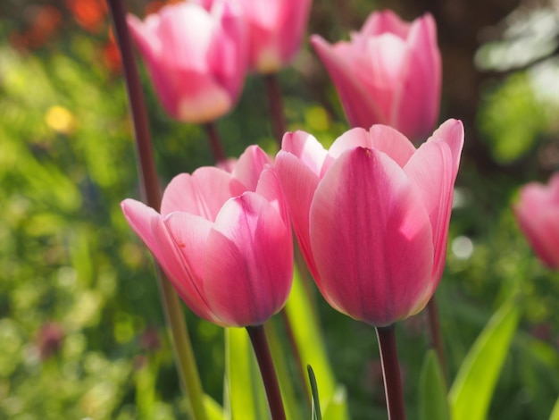 Close-up de flores cor-de-rosa