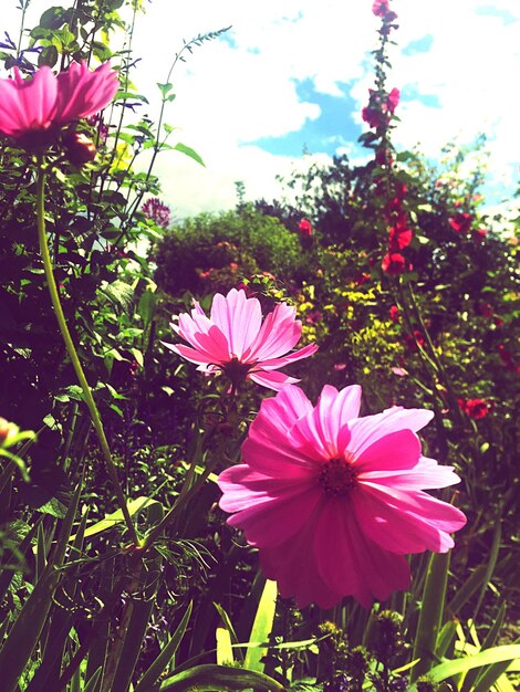 Foto close-up de flores cor-de-rosa
