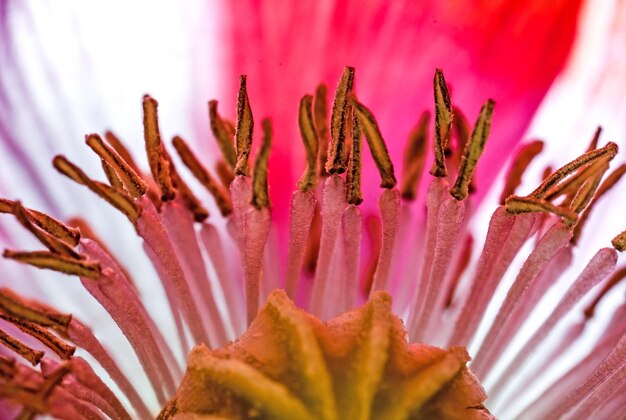 Close-up de flores cor-de-rosa