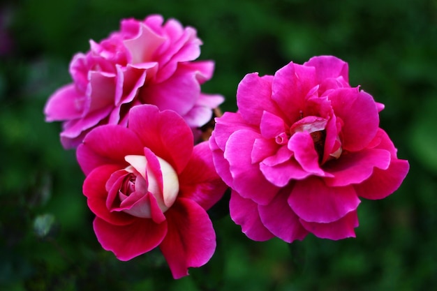 Close-up de flores cor-de-rosa