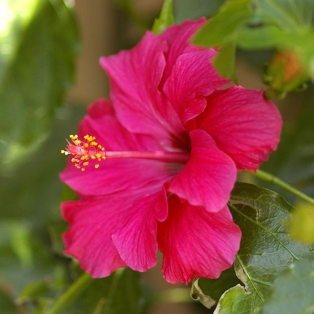 Close-up de flores cor-de-rosa