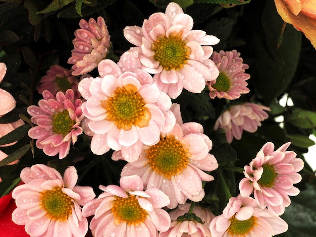 Close-up de flores cor-de-rosa