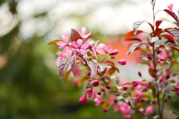 Foto close-up de flores cor-de-rosa