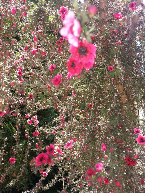 Foto close-up de flores cor-de-rosa