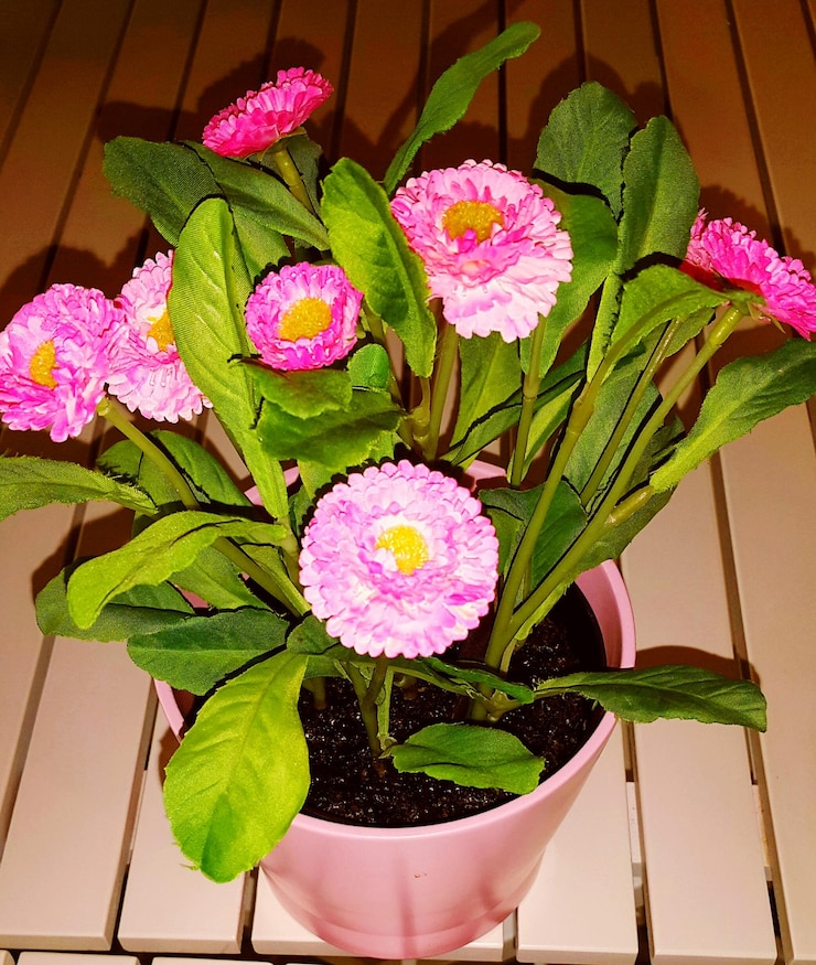 Foto close-up de flores cor-de-rosa