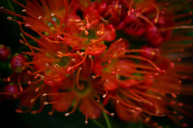 Foto close-up de flores cor-de-rosa