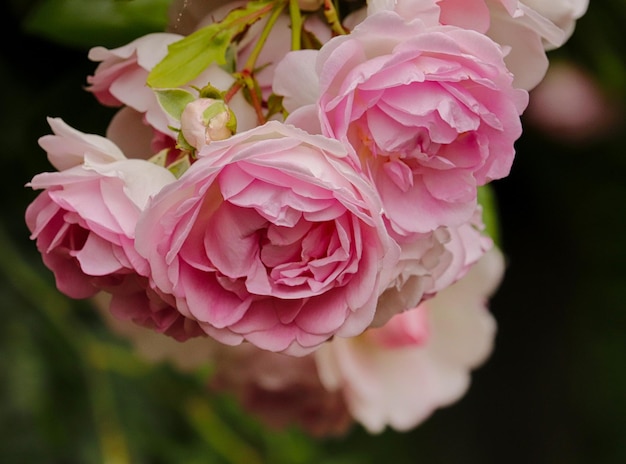 Close-up de flores cor-de-rosa