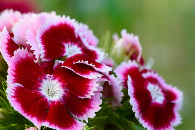 Foto close-up de flores cor-de-rosa
