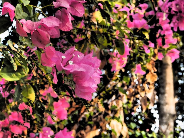 Close-up de flores cor-de-rosa