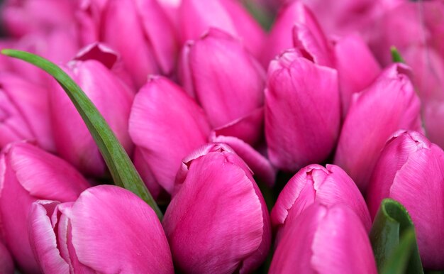 Foto close-up de flores cor-de-rosa