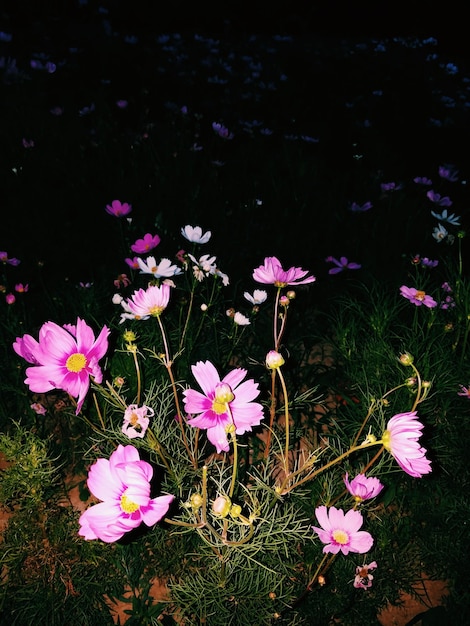 Foto close-up de flores cor-de-rosa