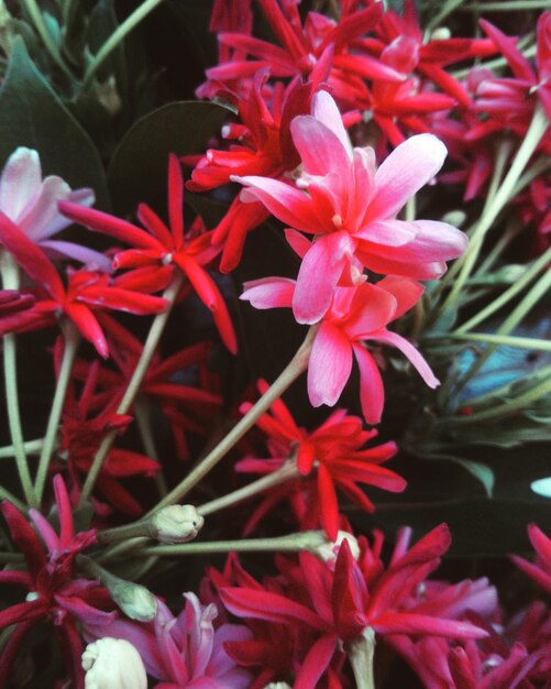 Foto close-up de flores cor-de-rosa