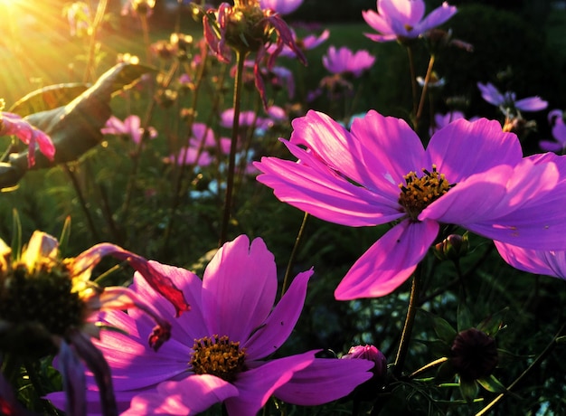 Foto close-up de flores cosmos rosas no campo