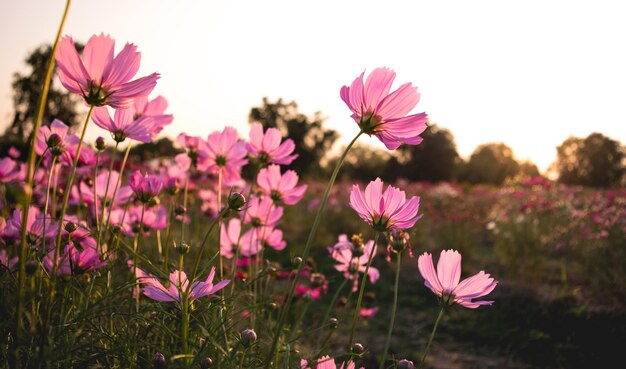 Foto close-up de flores cosmos rosas no campo