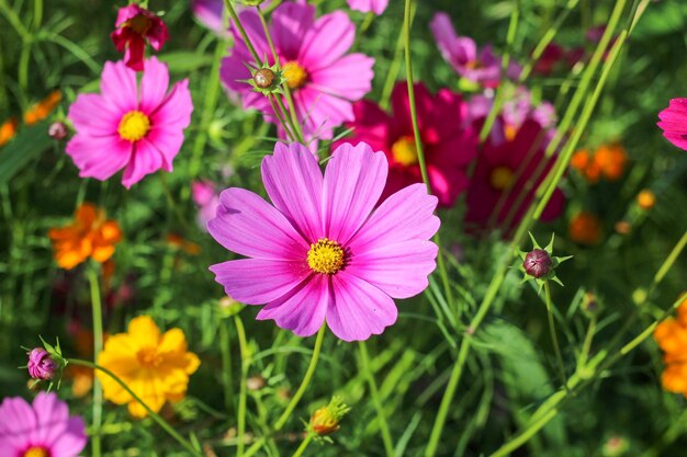 Foto close-up de flores cosmos rosas