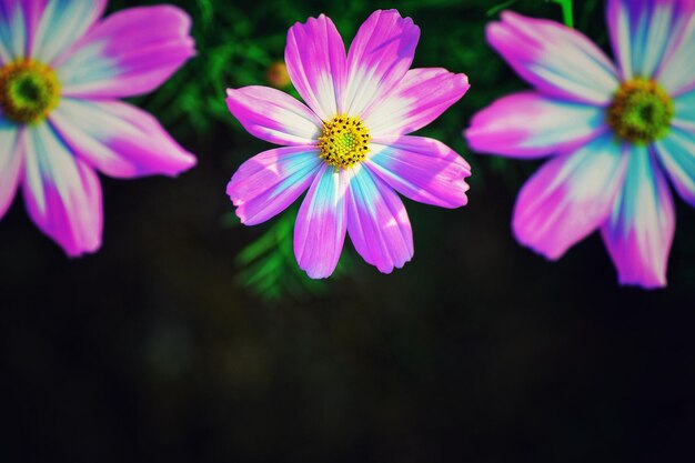 Foto close-up de flores cosmos rosas