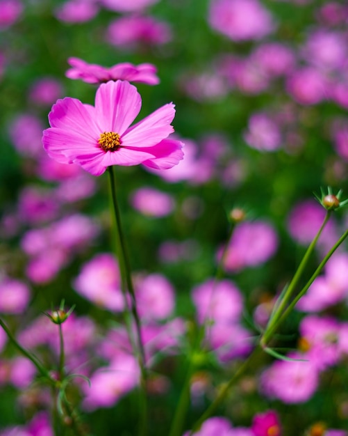 Close-up de flores cosmos rosas