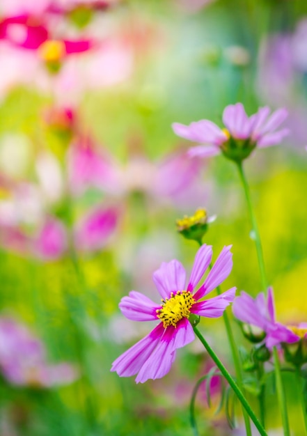 Close-up de flores cosmos rosas