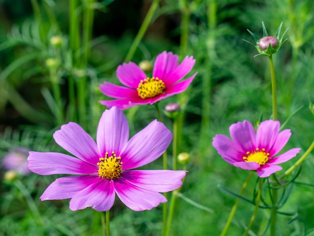 Foto close-up de flores cosmos rosas