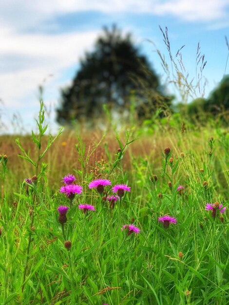 Foto close-up de flores crescendo no campo