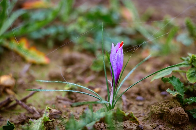 Close up de flores de açafrão em um campo na época da colheita