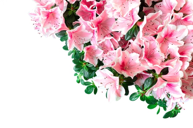 Close-up de flores de azaléia rosa em fundo branco