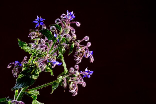 Close-up de flores de borage em um fundo preto