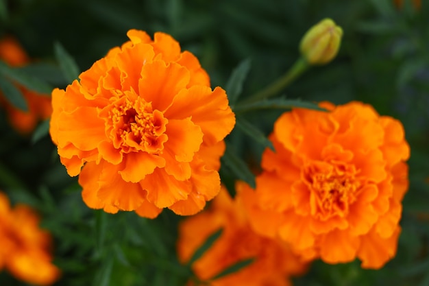 Foto close-up de flores de calêndula laranja. flores amarelas no verão.