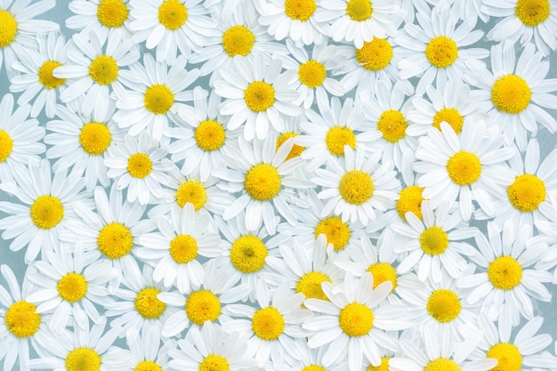 Close up de flores de camomila branca