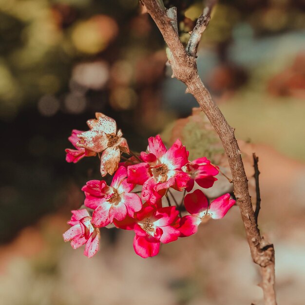 Foto close-up de flores de cerejeira cor-de-rosa na primavera