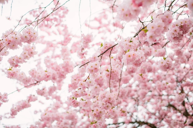 Foto close-up de flores de cerejeira cor-de-rosa na primavera