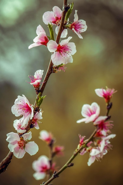 Foto close-up de flores de cerejeira cor-de-rosa na primavera