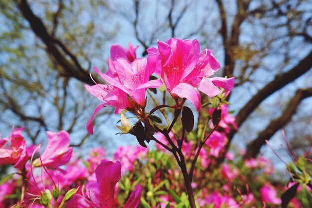 Close-up de flores de cerejeira cor-de-rosa na primavera