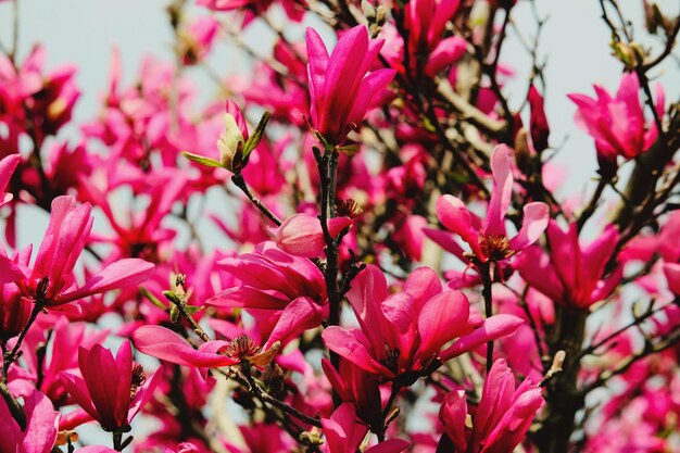 Close-up de flores de cerejeira cor-de-rosa