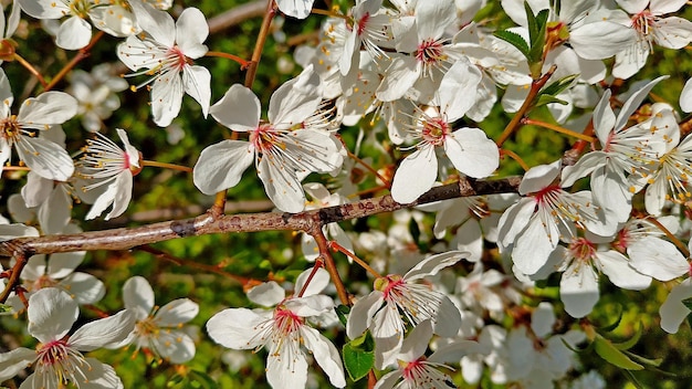 Foto close-up de flores de cerejeira em árvore