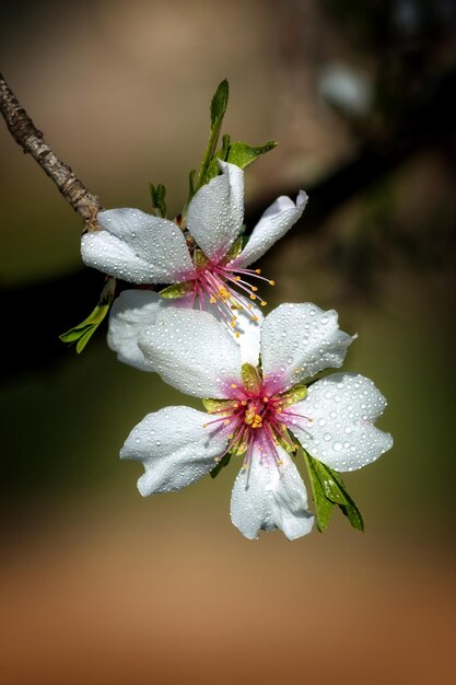 Foto close-up de flores de cerejeira florescendo ao ar livre