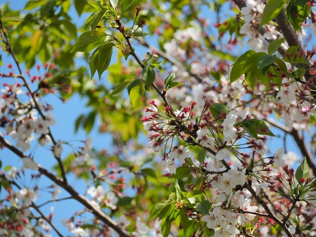 Close-up de flores de cerejeira na primavera