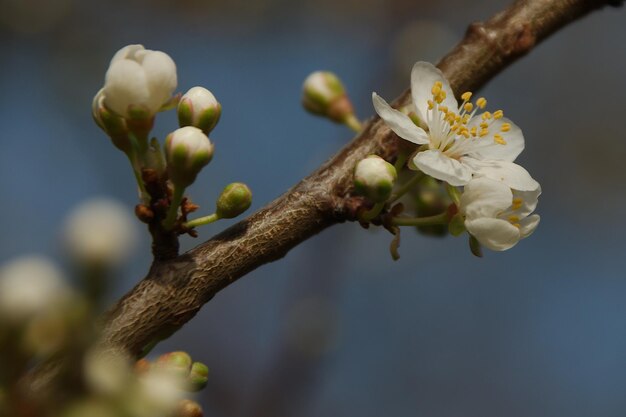 Foto close-up de flores de cerejeira na primavera