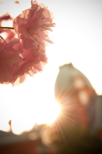 Foto close-up de flores de cerejeira rosa contra o céu em um dia ensolarado