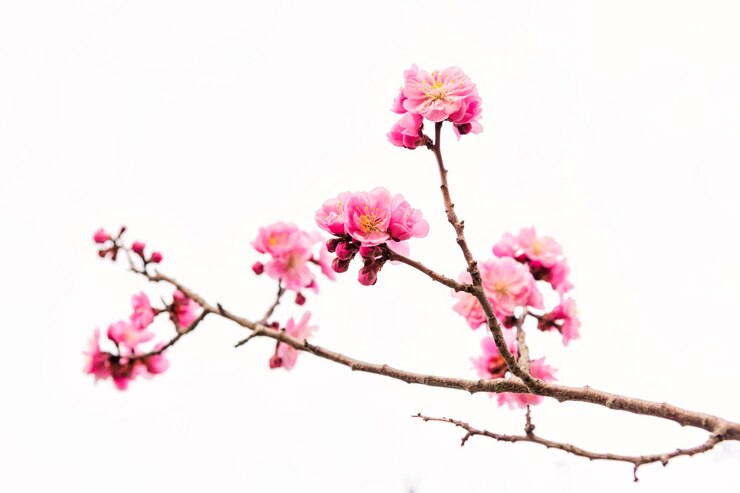 Foto close-up de flores de cerejeira rosa na primavera isoladas em branco