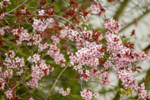 Close-up de flores de cerejeira rosa na primavera