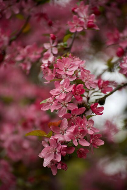 Foto close-up de flores de cerejeira rosa