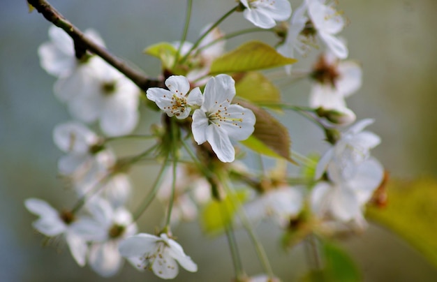 Close-up de flores de cerejeira