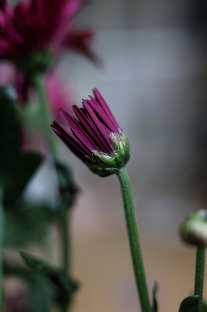 close up de flores de crisântemo rosa brilhante