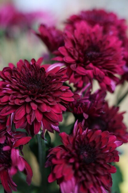 close up de flores de crisântemo rosa brilhante