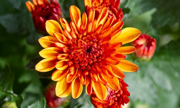 Close-up de flores de crisântemos amarelo-laranja