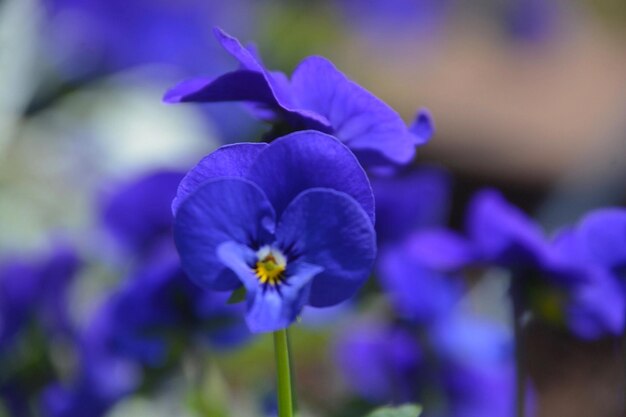 Close-up de flores de croco roxo