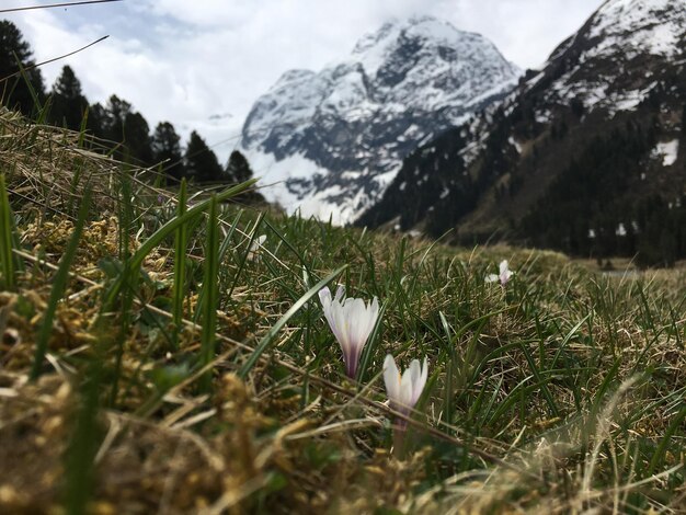 Foto close-up de flores de crocus em terra contra montanhas