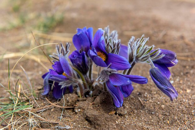 Close-up de flores de crocus roxo no campo