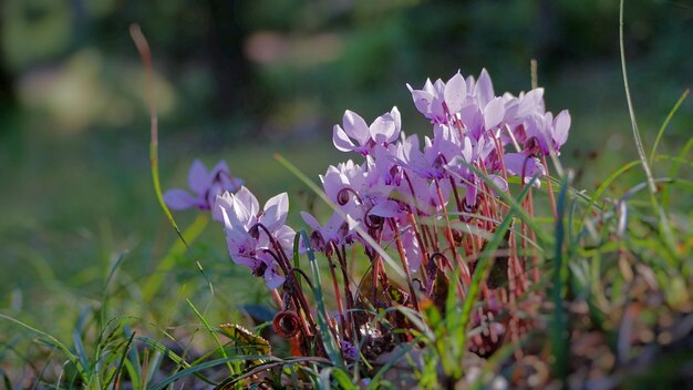 Close-up de flores de crocus roxo no campo